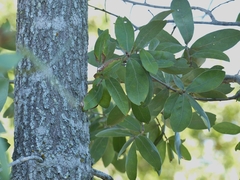 Quercus incana