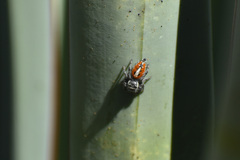 Phidippus vexans