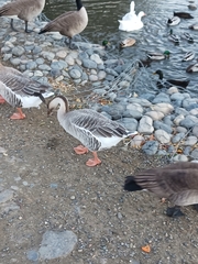 Anser cygnoides domesticus