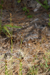 Rhynchospora microcarpa