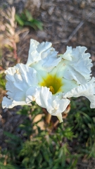 Mandevilla petraea