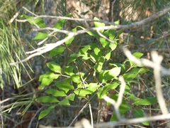 Zanthoxylum clava-herculis