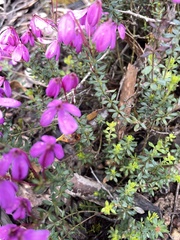 Tetratheca bauerifolia