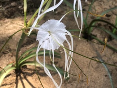 Hymenocallis