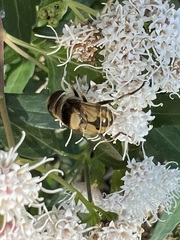 Palpada pusilla