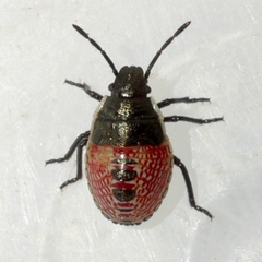 Carpocorini