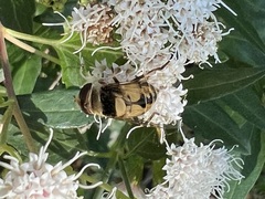 Palpada pusilla