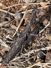 Litaneutria ocularis