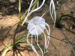 Hymenocallis