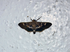 Desmia ufeus