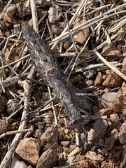 Litaneutria ocularis