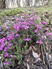 Tetratheca bauerifolia