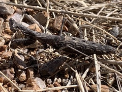 Litaneutria ocularis