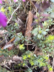 Tetratheca bauerifolia