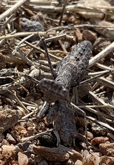 Litaneutria ocularis