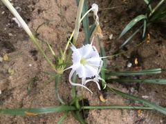 Hymenocallis
