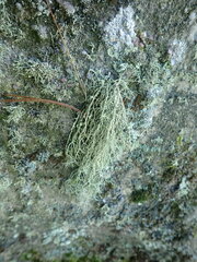 Usnea perplexans
