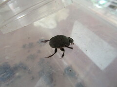 Phanaeus chalcomelas