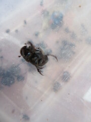 Phanaeus chalcomelas