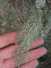 Usnea perplexans