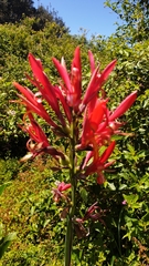Canna indica