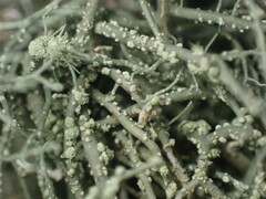 Usnea perplexans