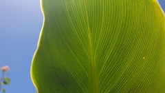 Canna indica