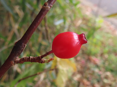 Ribes fasciculatum, photograph (c) Timur Kalininsky, some rights reserved (CC BY)