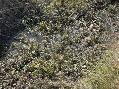 Veronica anagallis-aquatica