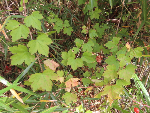 Image of Ribes fasciculatum by (c) Timur Kalininsky, some rights reserved (CC BY)