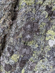 Umbilicaria proboscidea