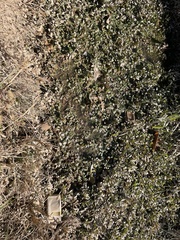 Veronica anagallis-aquatica