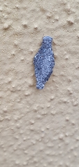 Phereoeca