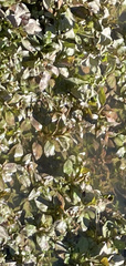 Veronica anagallis-aquatica