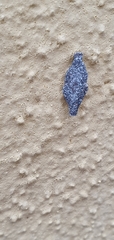 Phereoeca