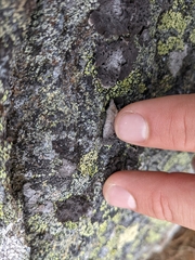 Umbilicaria proboscidea