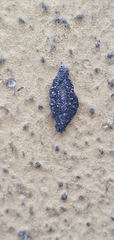 Phereoeca