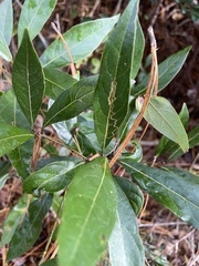 Phyllocnistis hyperpersea