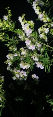 Prostanthera linearis