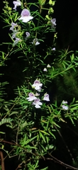 Prostanthera linearis
