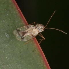 Stephanitis pyrioides