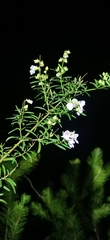 Prostanthera linearis