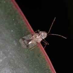 Stephanitis pyrioides