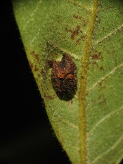 Phylloxera