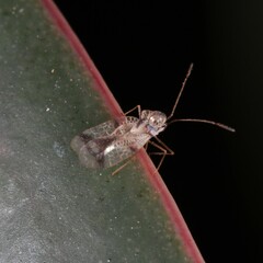 Stephanitis pyrioides