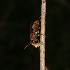 Polistes humilis synoecus
