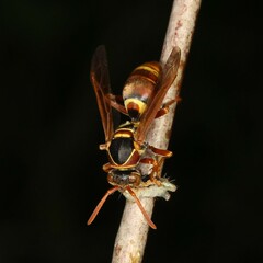 Polistes humilis synoecus