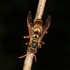 Polistes humilis synoecus
