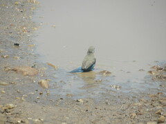 Uraeginthus bengalus