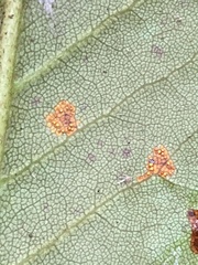 Chrysomyxa rhododendri